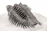Coltraneia Trilobite Fossil - Huge Faceted Eyes #210393-5